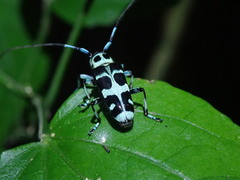 Paraglenea swinhoei
