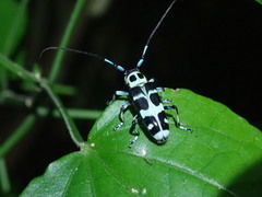 Paraglenea swinhoei