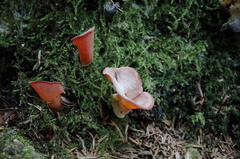Guepinia helvelloides