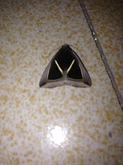 Chalciope mygdon