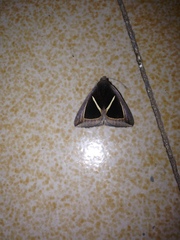 Chalciope mygdon