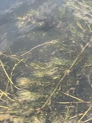 Myriophyllum spicatum