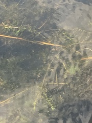 Myriophyllum spicatum