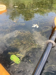 Myriophyllum spicatum