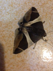 Chalciope mygdon