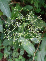 Valeriana flaccidissima