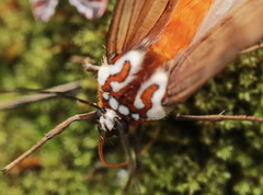 Praeamastus albicinctus