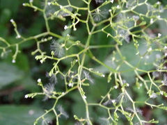 Valeriana flaccidissima