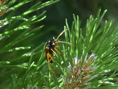 Acantholyda hieroglyphica