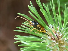 Acantholyda hieroglyphica