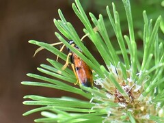 Acantholyda hieroglyphica