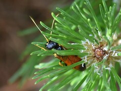 Acantholyda hieroglyphica