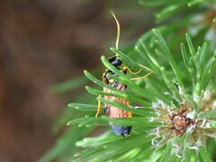 Acantholyda hieroglyphica