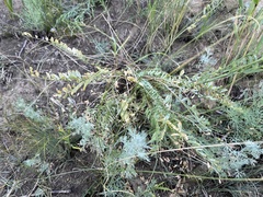 Astragalus altaicola