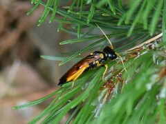 Acantholyda hieroglyphica