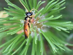 Acantholyda hieroglyphica