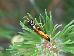 Acantholyda hieroglyphica