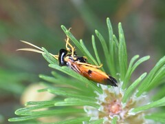 Acantholyda hieroglyphica