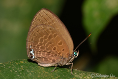 Arhopala muta