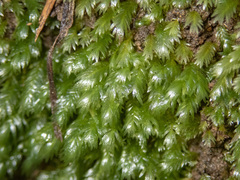 Leucobryum javense