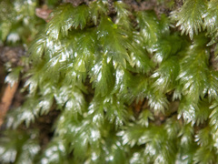 Leucobryum javense