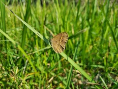 Brakefieldia perspicua