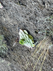 Aeonium glandulosum image