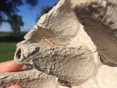 Hexagenia bilineata