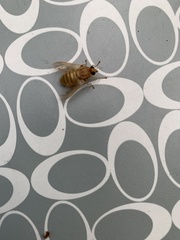 Goniops