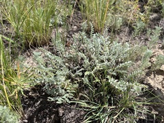 Astragalus testiculatus