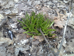 Ornithogalum woronowii