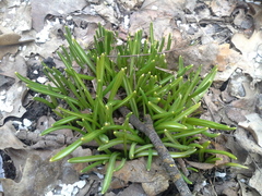 Ornithogalum woronowii