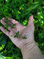 Geranium sibiricum