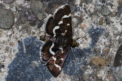 Pyrausta nigrata