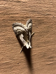 Chrysanympha
