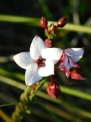 Adenandra marginata