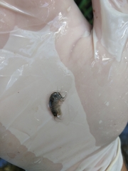 Gammarus lacustris