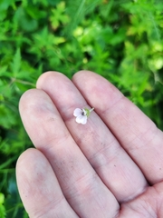 Geranium sibiricum
