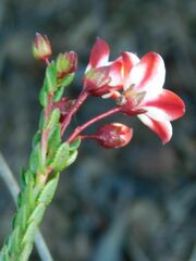 Adenandra marginata