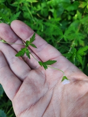 Geranium sibiricum