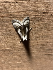 Chrysanympha