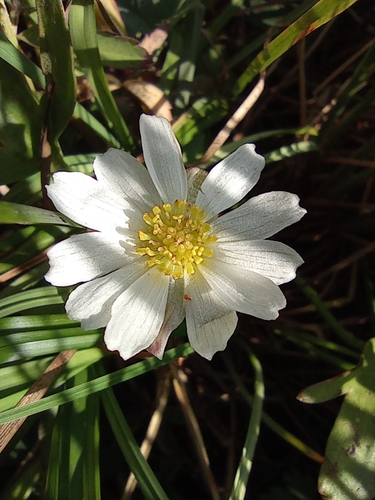Image of Ranunculus pallasii by no rights reserved