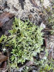 Cladonia prostrata