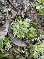 Cladonia prostrata
