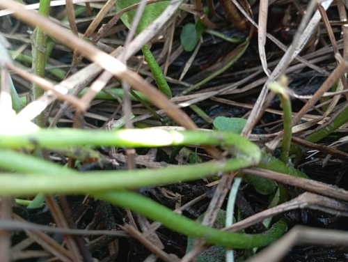 Image of Ranunculus pallasii by no rights reserved