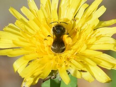 Lasioglossum leucozonium