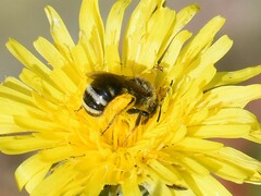 Lasioglossum leucozonium