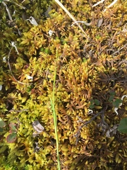 Montia bostockii