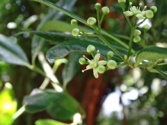 Euonymus carnosus