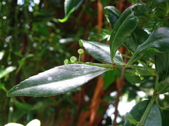 Euonymus carnosus